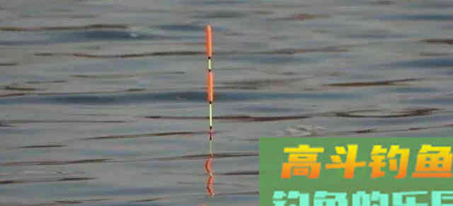 如何黑坑钓青鱼?合理运用钩距与子线的关系