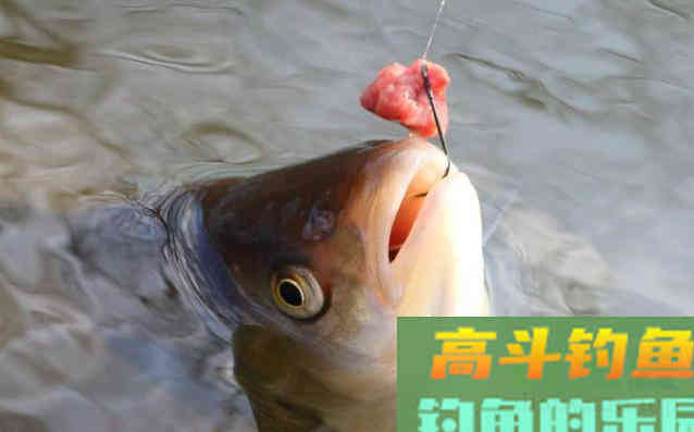 立夏之后，正适合野钓鲤鱼