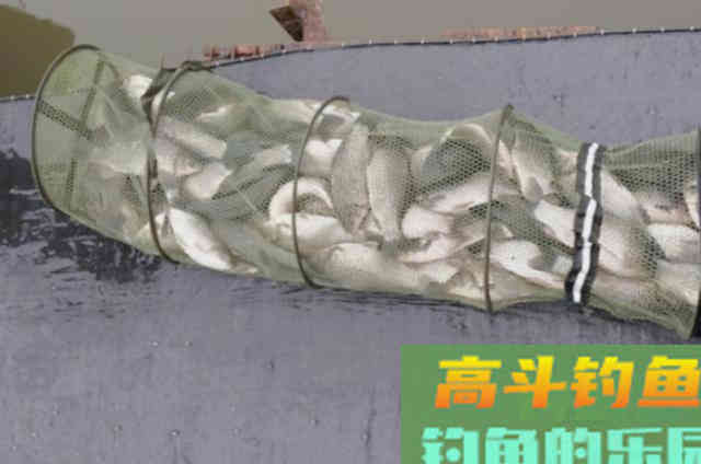 天冷时,征服板鲫还得用这3招,简单又实用 天冷时,征服板鲫还得用这3招,简单又实用