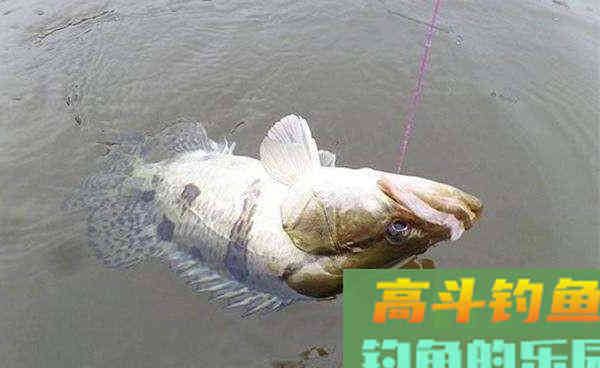 过了立冬手竿钓鳜鱼，就用这一招，简单效果不一般