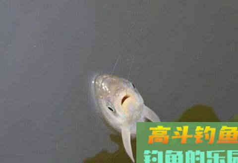 鲫鱼无口,多半不是饵的事,而是逗钓不到位 鲫鱼无口,多半不是饵的事,而是逗钓不到位