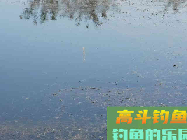 为什么野钓鲫鱼不建议浮钓?看完你就明白了 为什么野钓鲫鱼不建议浮钓?看完你就明白了