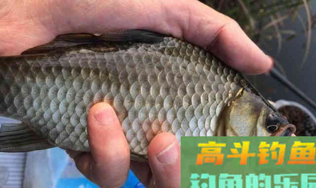 冬季钓鲫鱼，如何找到鱼儿的藏身处？