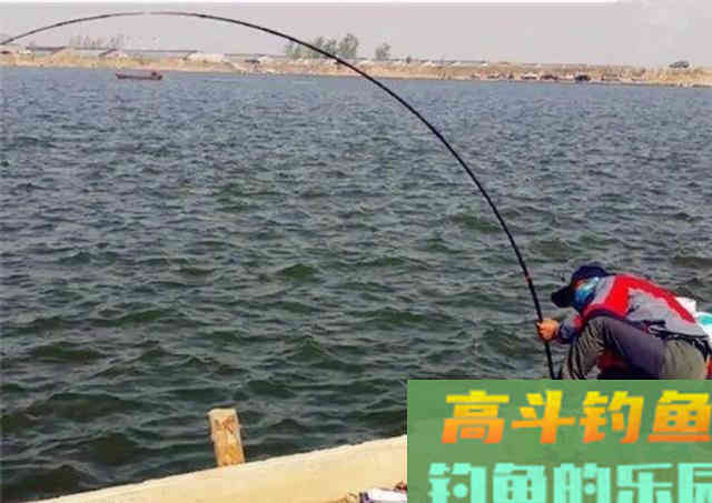 一年一度鲢鳙季,鲢鳙的垂钓也即将进入高潮 一年一度鲢鳙季,鲢鳙的垂钓也即将进入高潮