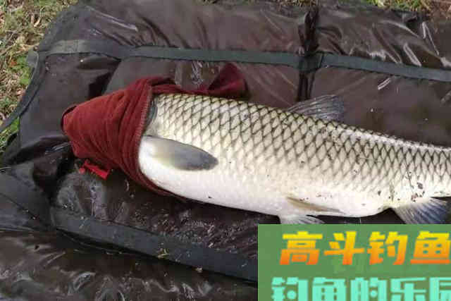 自从换用这钓法后，抛竿入水就有草鱼口