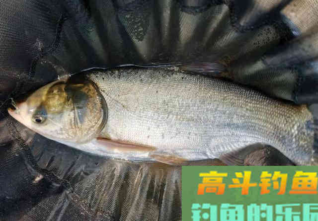 鱼还没咬钩，饵料就化了，钓鲢鳙你得学会控制饵料雾化时间