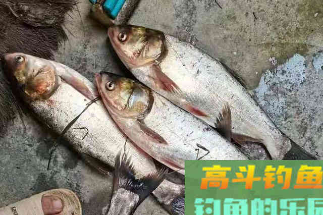 没试过这套鲢鳙钓法，你当然只想用海竿