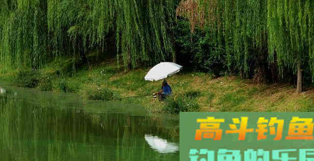 鲫鱼喜欢藏在这些地方，找准保你钓得爽