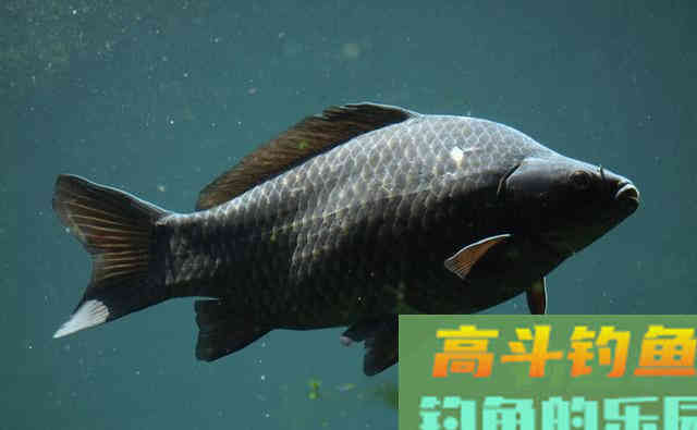 为何鲤鱼在美国像度假,在国内像渡劫 为何鲤鱼在美国像度假,在国内像渡劫