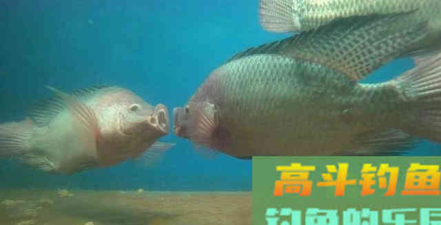 3条鱼、2个月变成上千条,罗非鱼为何繁殖这么快 3条鱼、2个月变成上千条,罗非鱼为何繁殖这么快