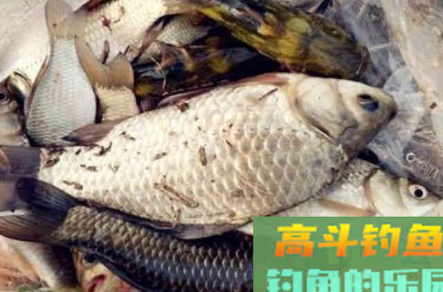 大鲫鱼可遇不可求?老钓手调整策略,上鱼快到没话说 大鲫鱼可遇不可求?老钓手调整策略,上鱼快到没话说