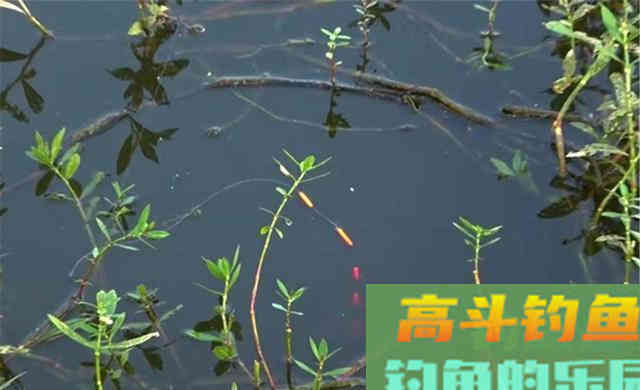冬季钓鱼，气温越低越要用这种钓法，大板鲫连竿