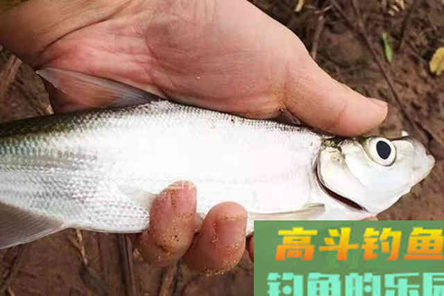 试试3个狠招，翘嘴鱼钓了一条又一条