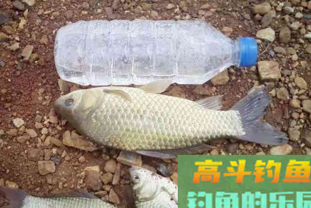 怪不得老钓手连用了30年，原来它才是鲫鲤鱼的最爱