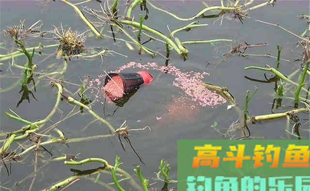 冬季鲫鱼绝杀钓法:长竿、短线、鱼钩小,多窝、活饵加逗钓 冬季鲫鱼绝杀钓法:长竿、短线、鱼钩小,多窝、活饵加逗钓