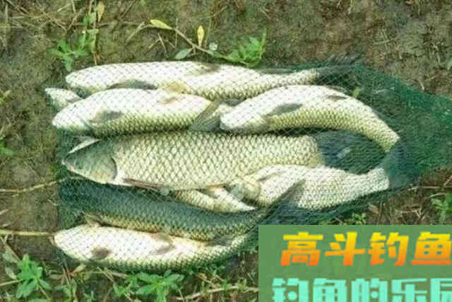 后悔才知道：大草鱼接连上钩的秘诀