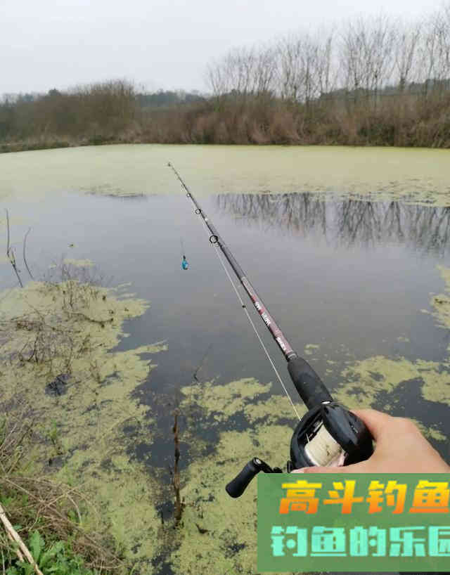 夏季路亚黑鱼难题:只追饵不给口怎么办 夏季路亚黑鱼难题:只追饵不给口怎么办