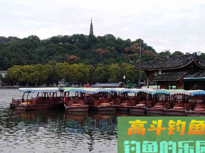 鲫鱼的五个截口表现,与秋季如何钓好大鲫鱼 鲫鱼的五个截口表现,与秋季如何钓好大鲫鱼