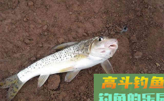 花姑娘鱼，难点在于钓法，详解野钓稀缺鱼种花鮕