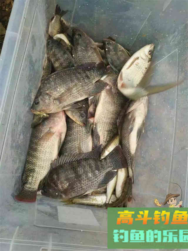 天气渐冷钓大罗非窝子做好很重要,附自制便宜饵料配方 天气渐冷钓大罗非窝子做好很重要,附自制便宜饵料配方