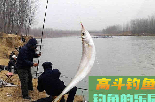 钓白条用我分享的方法，你下钩，它就在那等你