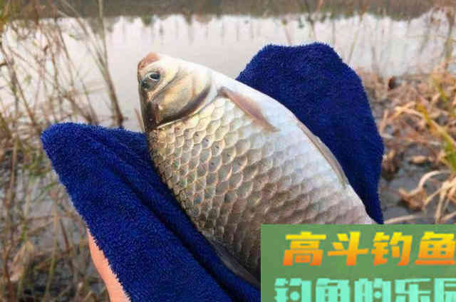 冬钓板鲫不够爽?赶紧试试这3大调整 冬钓板鲫不够爽?赶紧试试这3大调整