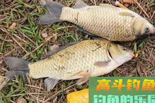 刚入冬，我就在饵料中加这东西，简单又方便