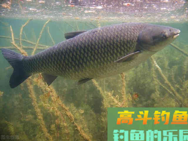 夏钓草鱼全攻略,看懂弄明白,想钓草鱼就是这么简单 夏钓草鱼全攻略,看懂弄明白,想钓草鱼就是这么简单