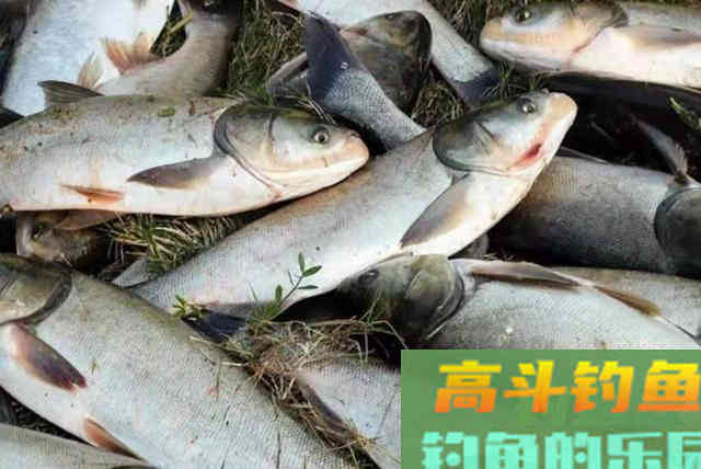 怪不得鲢鳙上了一条又一条，有这3个狠招