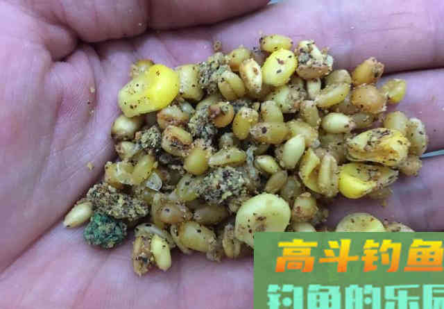 鲤鱼总是钓不多，一条就停口？做好这两点，才能把口续上