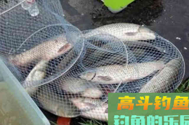 一到五月，我就只喜欢用这草鱼钓法