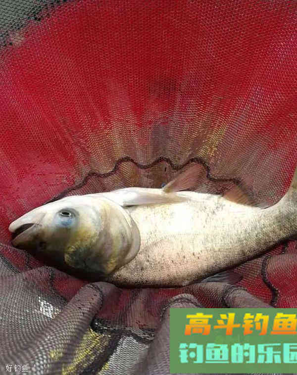 钓鲢鳙的3个妙招,每次钓得都比别人多 钓鲢鳙的3个妙招,每次钓得都比别人多