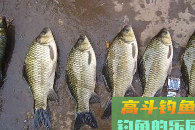 冬钓不用这3招就亏大了!上钩的板鲫又肥又大 冬钓不用这3招就亏大了!上钩的板鲫又肥又大