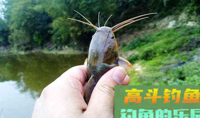 鱼身无鳞且光滑，长着8根胡须，鲶鱼还是塘角鱼