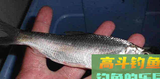 快速拉白条的方法,好钓鱼教你 快速拉白条的方法,好钓鱼教你