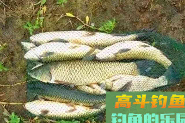 八月一过,大草鱼我还是这样钓,百试不爽 八月一过,大草鱼我还是这样钓,百试不爽