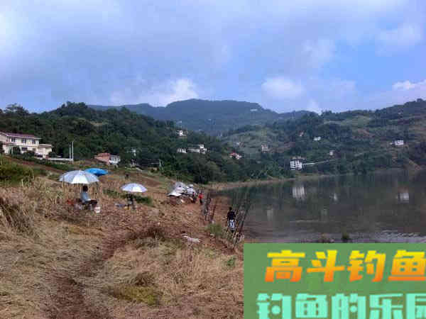 老司机分享多年钓鲢鳙的经验 老司机分享多年钓鲢鳙的经验