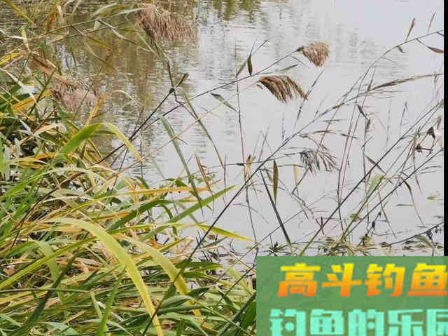 秋季,钓鱼初学者用什么饵料才能钓获板鲫 秋季,钓鱼初学者用什么饵料才能钓获板鲫