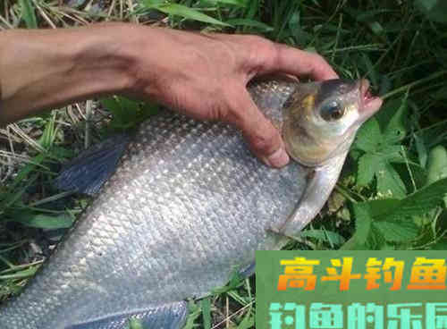 到底初秋如何野钓鳊鱼呢?秋季野钓做好这四点即可 到底初秋如何野钓鳊鱼呢?秋季野钓做好这四点即可