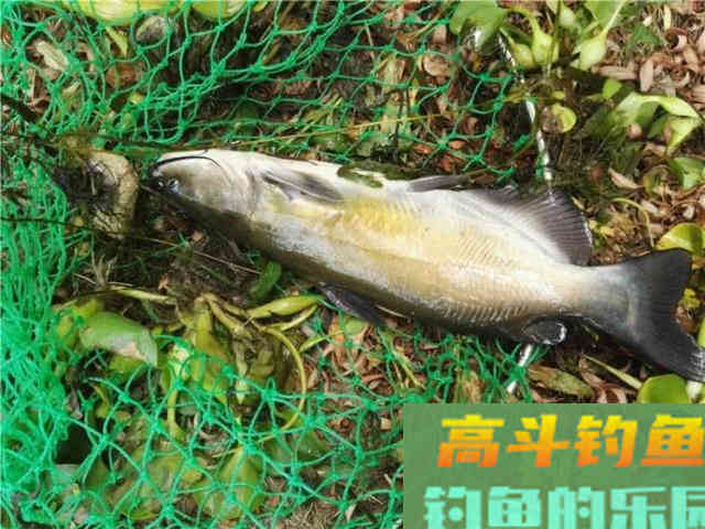 美国的叉尾鮰该如何垂钓?是否对本地鱼种构成威胁 美国的叉尾鮰该如何垂钓?是否对本地鱼种构成威胁