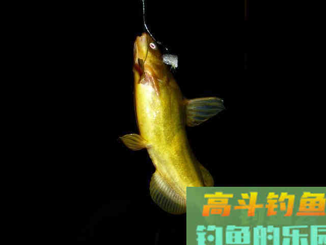 不少钓友都喜欢钓黄颡鱼,分享我钓黄颡鱼的8个技巧 不少钓友都喜欢钓黄颡鱼,分享我钓黄颡鱼的8个技巧