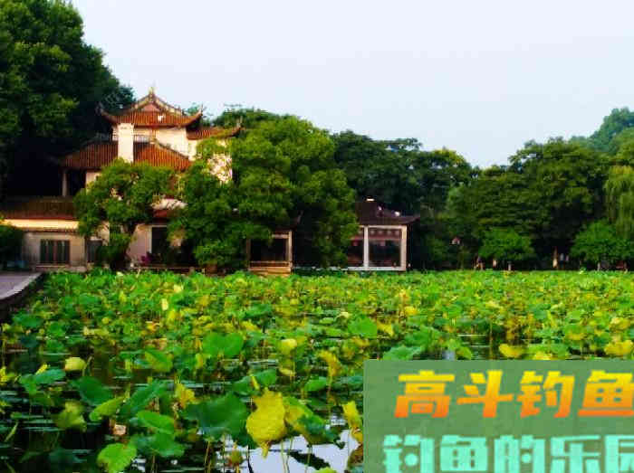 钓鲢鳙鱼3个因素与找鱼层方法,以及气温等技巧 钓鲢鳙鱼3个因素与找鱼层方法,以及气温等技巧