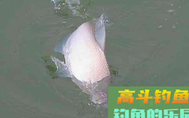 天气突降10度以下鲫鱼好钓吗 天气突降10度以下鲫鱼好钓吗