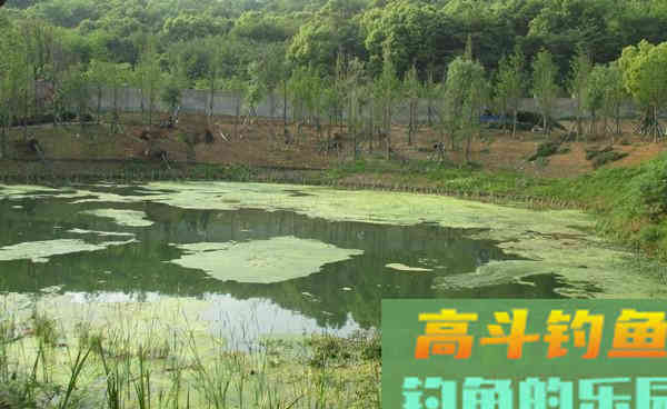 民间秋季手竿钓黑鱼的方法,和一些注意事项 民间秋季手竿钓黑鱼的方法,和一些注意事项