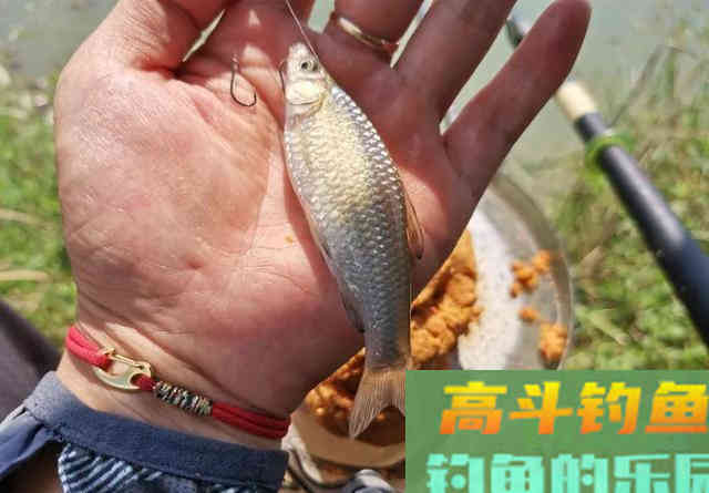 小鲫鱼该如何浮钓？只需要做好这3点即可