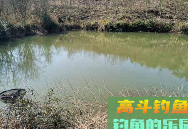连续钓了荒废山塘里的不少白鲫,鱼获为何反降不升 连续钓了荒废山塘里的不少白鲫,鱼获为何反降不升