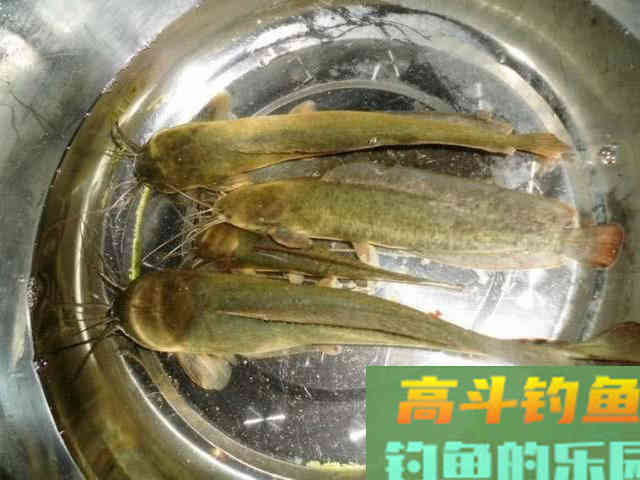 大西南的深山溪流里钓山鲶，这种极品鱼吃起来弹嘴