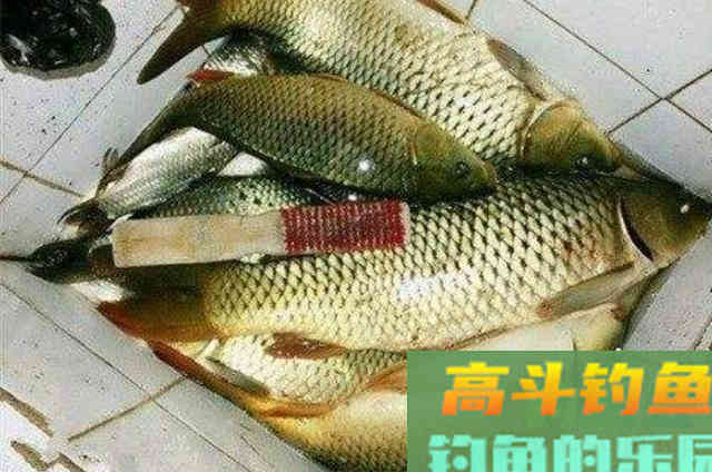 伏天一热,我立马就用这鲤鱼钓法 伏天一热,我立马就用这鲤鱼钓法