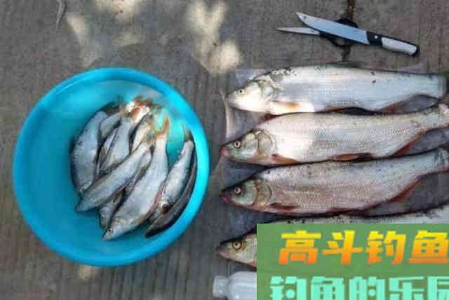 据说这翘嘴鱼钓法，初秋用才最合适