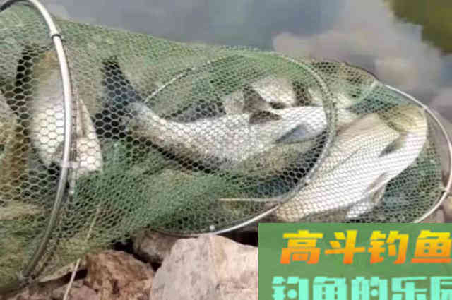 就这鲢鳙钓法，我连用三十年都没失效